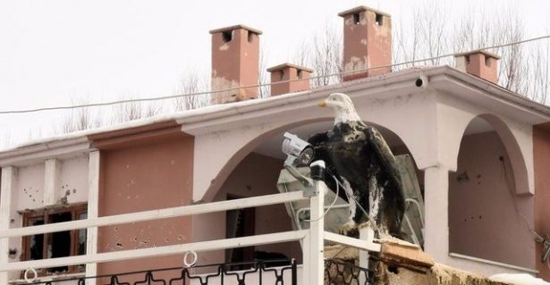 Van'da öldürülen 12 PKK'lı dağ kadrosundan