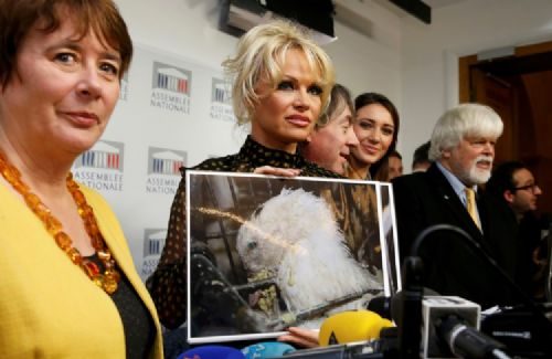Pamela Fransa'ya 'kaz ciğeri' tepkisi
