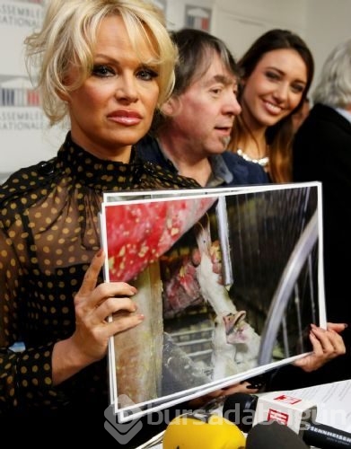 Pamela Fransa'ya 'kaz ciğeri' tepkisi

