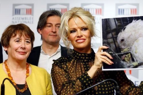 Pamela Fransa'ya 'kaz ciğeri' tepkisi
