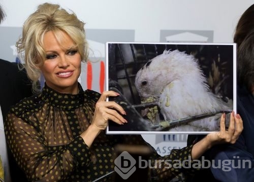 Pamela Fransa'ya 'kaz ciğeri' tepkisi

