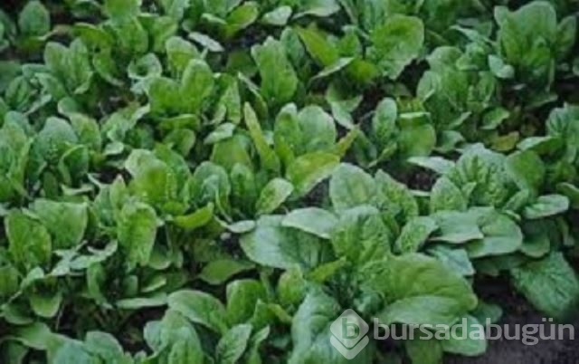 Yeşil yapraklı sebzelerin sırrı
