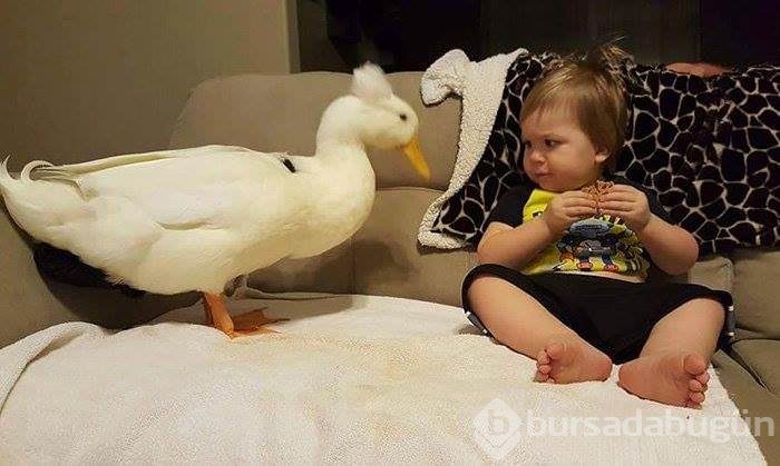 Kendini bebeğin koruyucusu hisseden ördek	