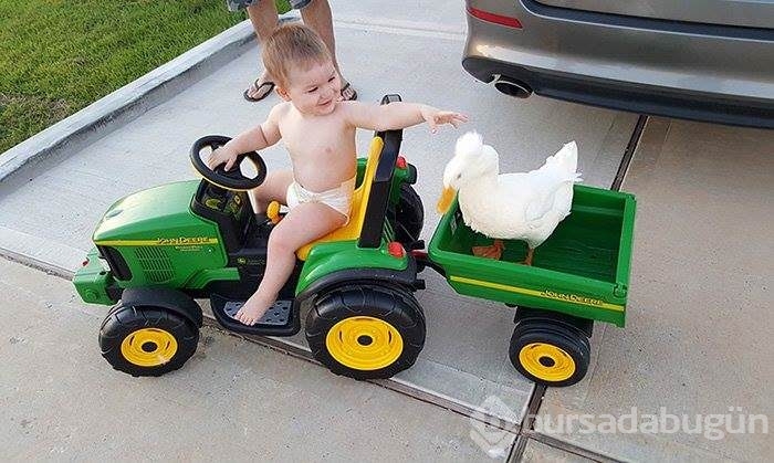 Kendini bebeğin koruyucusu hisseden ördek	