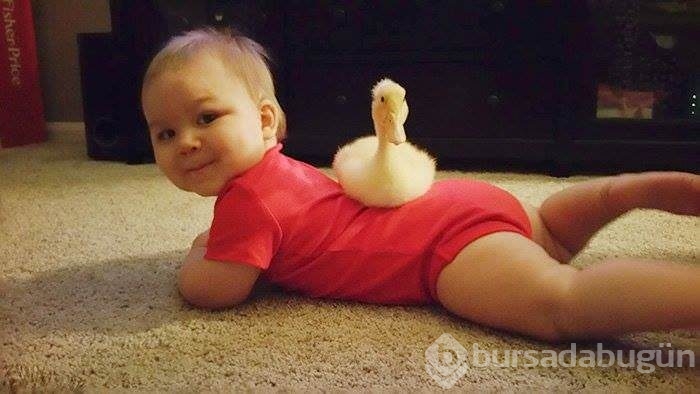 Kendini bebeğin koruyucusu hisseden ördek	