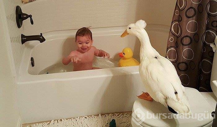 Kendini bebeğin koruyucusu hisseden ördek	