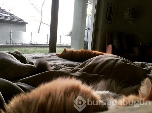 İnstagram'da ünlüler - 09 Şubat 2016
