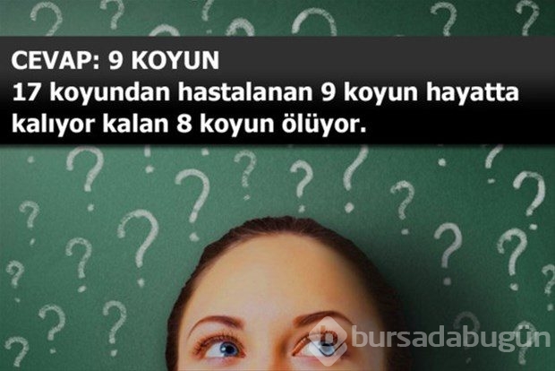 Beyin yakan mantık soruları