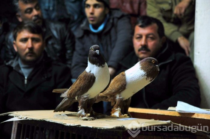 "Kuş muhabbeti" mesafe tanımıyor!