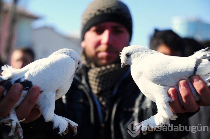 "Kuş muhabbeti" mesafe tanımıyor!