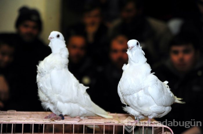 "Kuş muhabbeti" mesafe tanımıyor!
