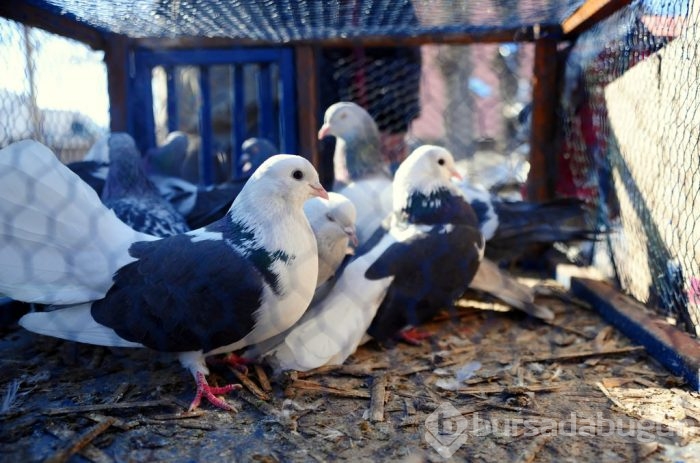 "Kuş muhabbeti" mesafe tanımıyor!