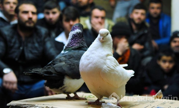 "Kuş muhabbeti" mesafe tanımıyor!
