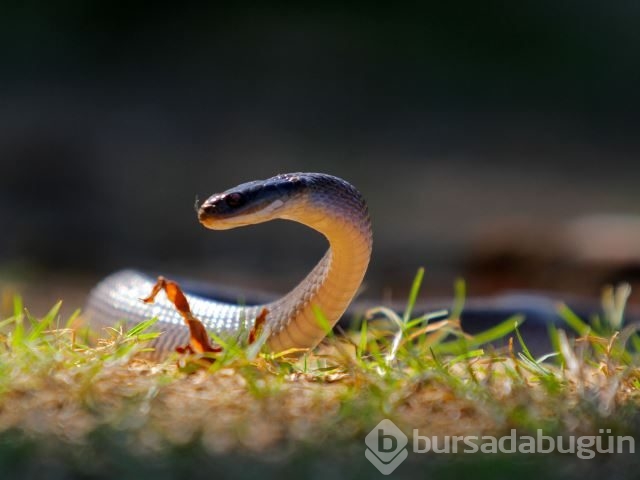 National Geographic'te Ocak ayı en'leri