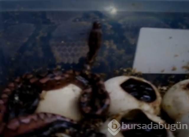 Yılan nasıl doğurur?
