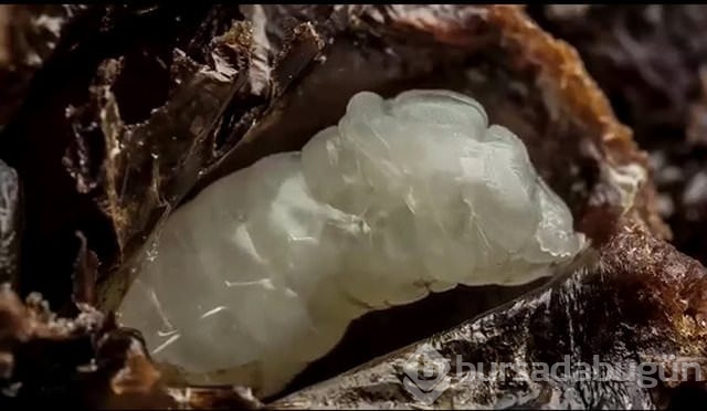 Yılan nasıl doğurur?

