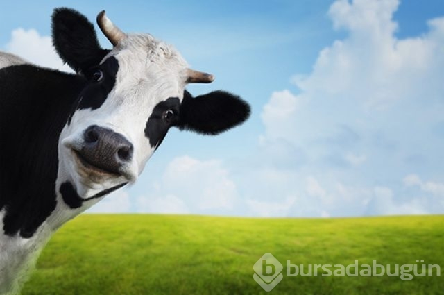 Bu hastalıklar hayvandan insana bulaşıyor!