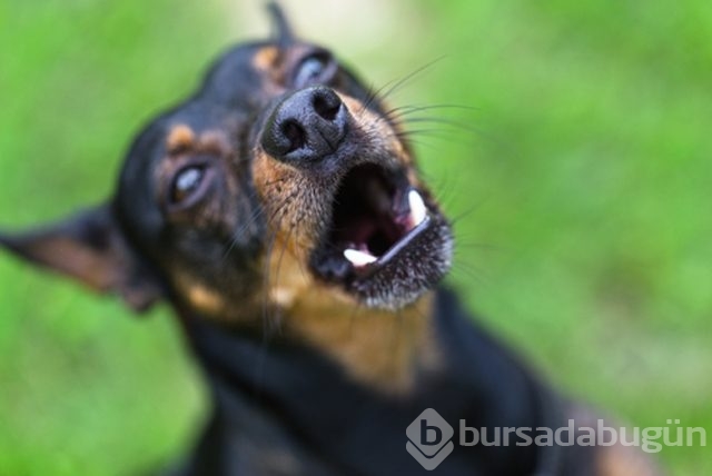 Bu hastalıklar hayvandan insana bulaşıyor!