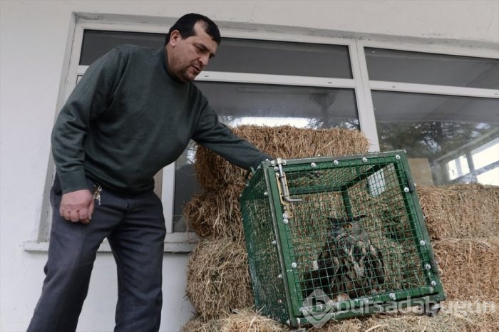 Yaralı puhu kuşuna bakanlık sahip çıktı