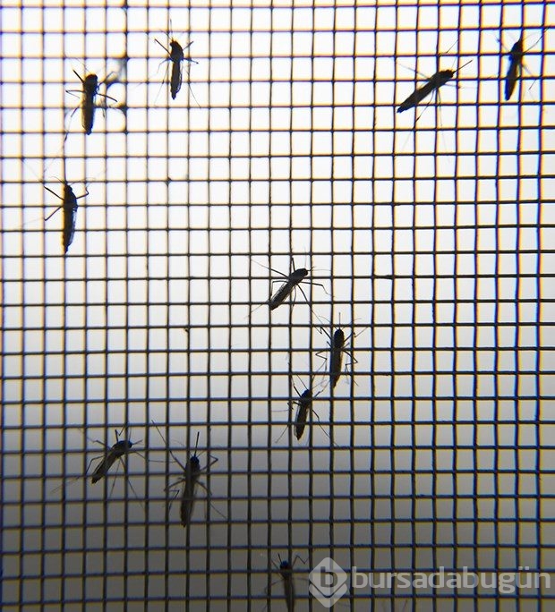 Zika virüsüne karşı çalışmalar sürüyor