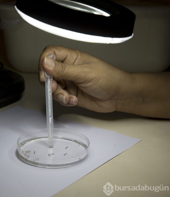 Zika virüsüne karşı çalışmalar sürüyor