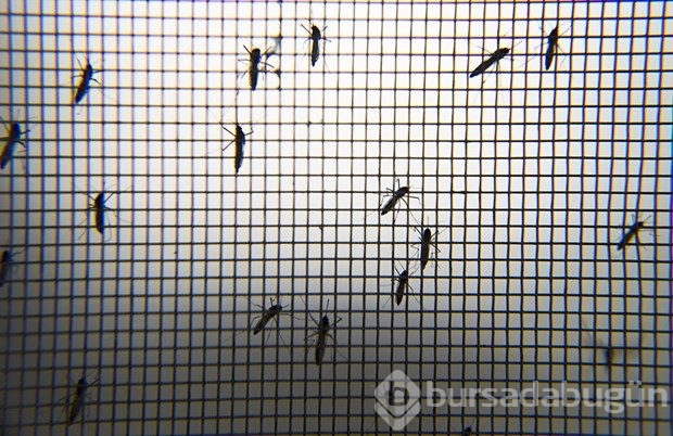 Zika virüsüne karşı çalışmalar sürüyor