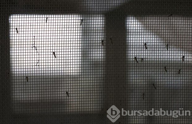 Zika virüsüne karşı çalışmalar sürüyor