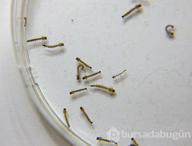 Zika virüsüne karşı çalışmalar sürüyor