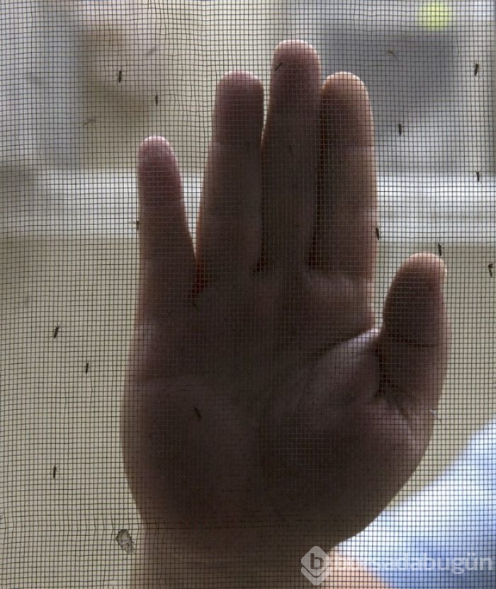 Zika virüsüne karşı çalışmalar sürüyor