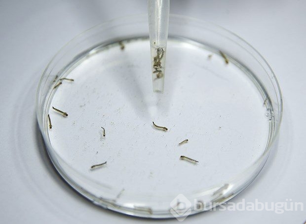 Zika virüsüne karşı çalışmalar sürüyor