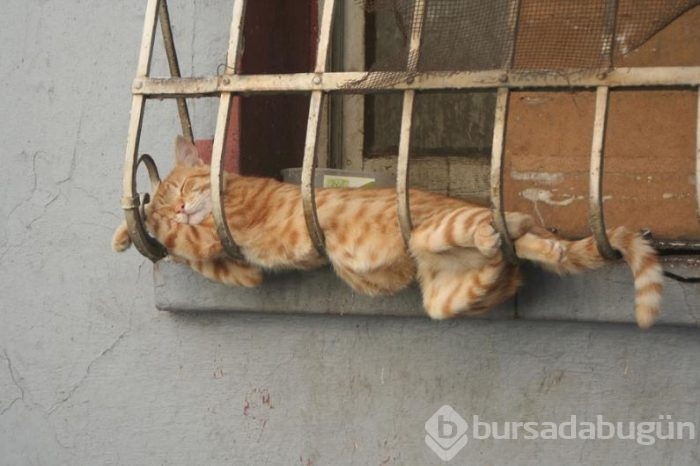 Orada burada uyuyakalan sevimli kediler