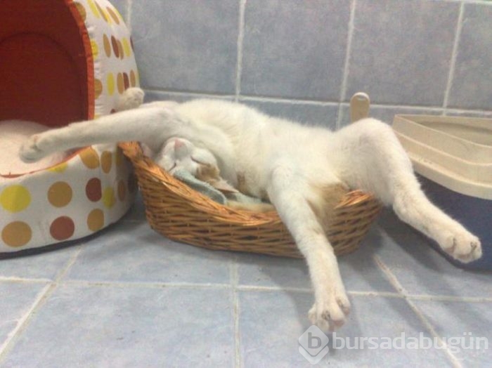 Orada burada uyuyakalan sevimli kediler