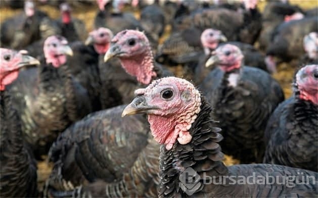 Yurtdışında Türklere sorulan ilginç sorular	
