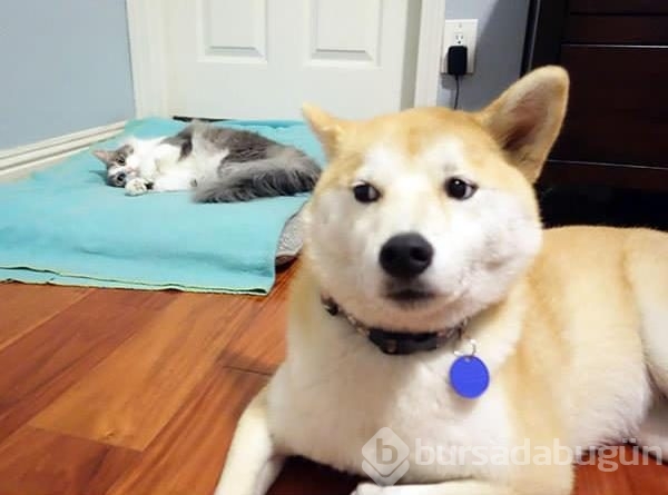 Köpeklerin yerini işgal eden kediler	
