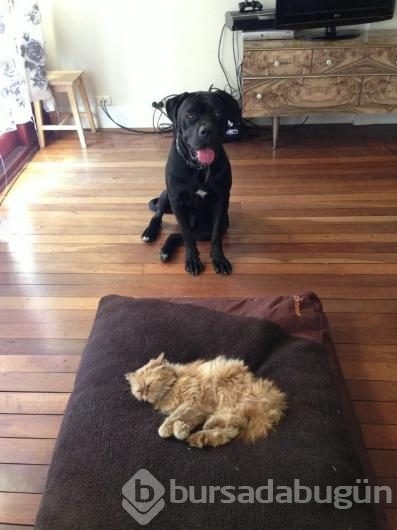 Köpeklerin yerini işgal eden kediler	
