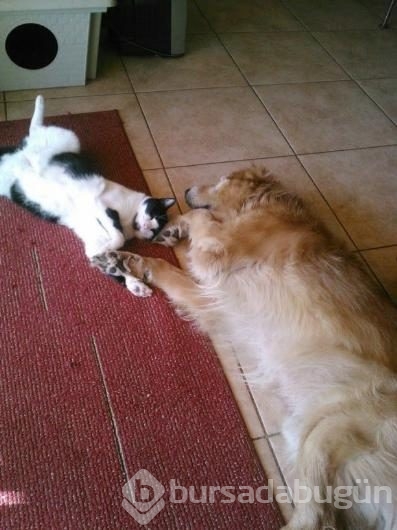 Köpeklerin yerini işgal eden kediler	

