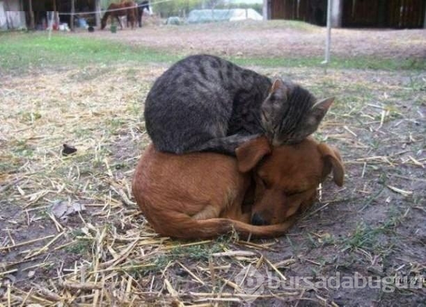Köpeklerin yerini işgal eden kediler	

