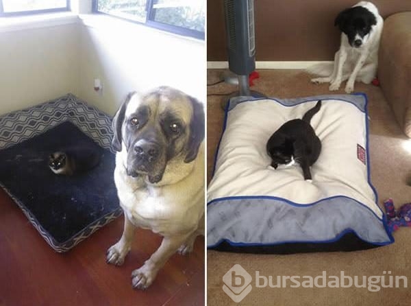Köpeklerin yerini işgal eden kediler	
