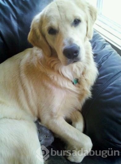 Köpeklerin yerini işgal eden kediler	
