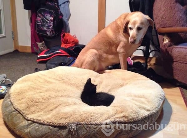 Köpeklerin yerini işgal eden kediler	
