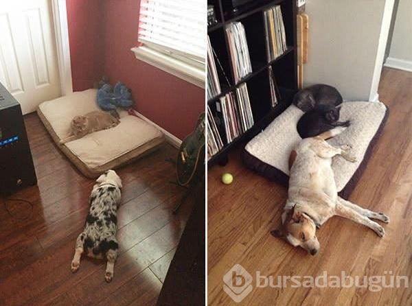 Köpeklerin yerini işgal eden kediler	
