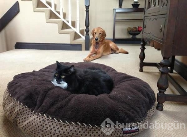 Köpeklerin yerini işgal eden kediler	
