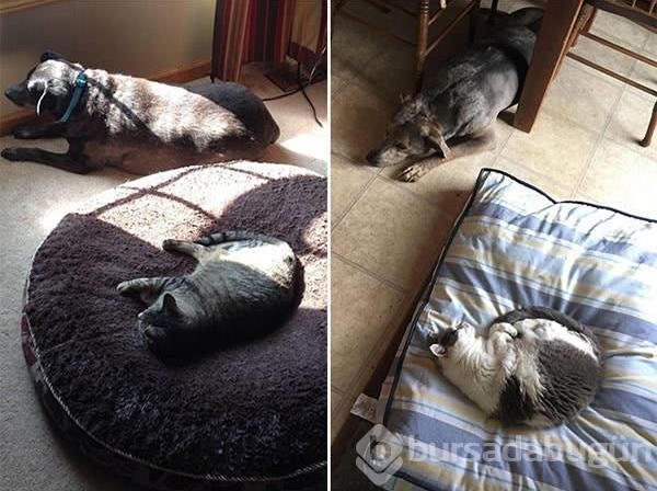 Köpeklerin yerini işgal eden kediler	
