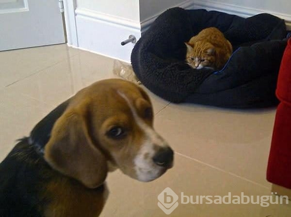 Köpeklerin yerini işgal eden kediler	
