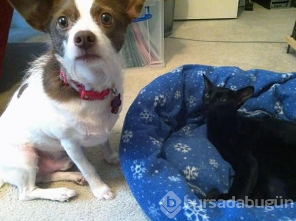 Köpeklerin yerini işgal eden kediler	
