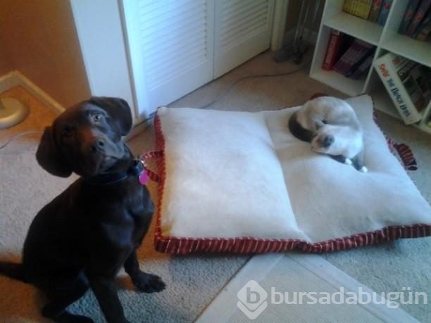 Köpeklerin yerini işgal eden kediler	
