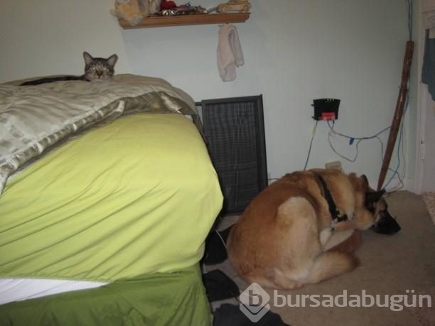 Köpeklerin yerini işgal eden kediler	
