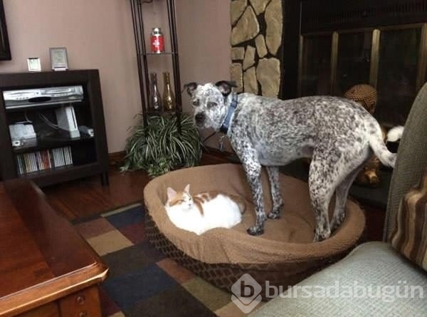 Köpeklerin yerini işgal eden kediler	
