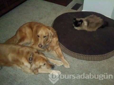 Köpeklerin yerini işgal eden kediler	
