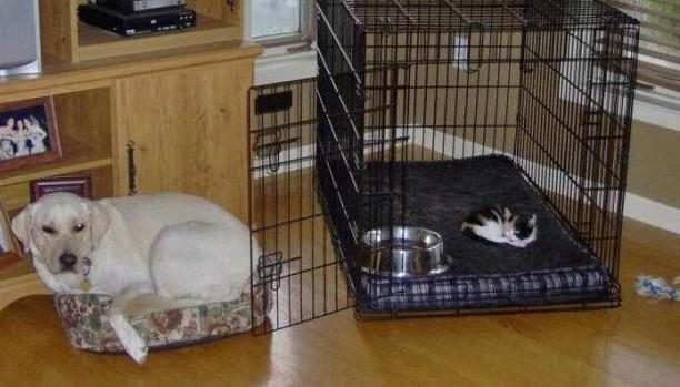 Köpeklerin yerini işgal eden kediler	

